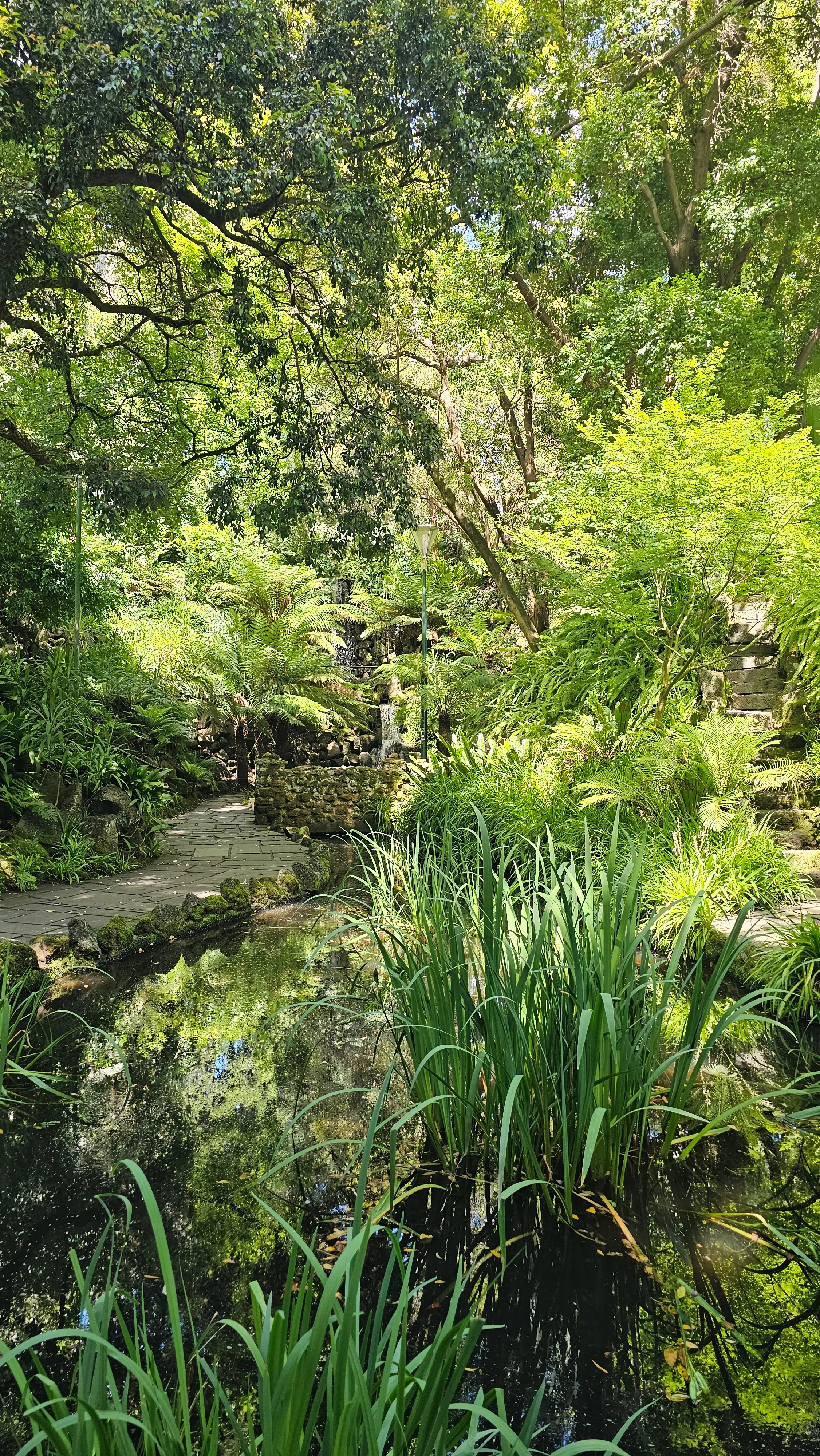 Fern Gully in the Melbourne Botanical Gardens.